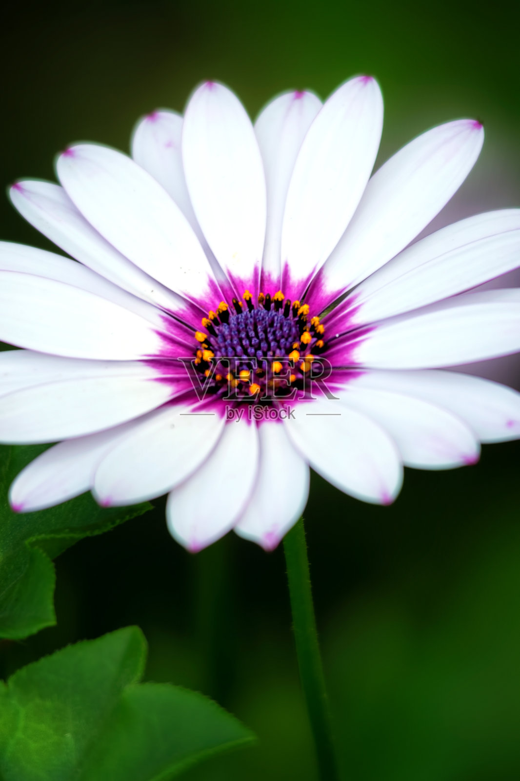 非洲菊照片摄影图片