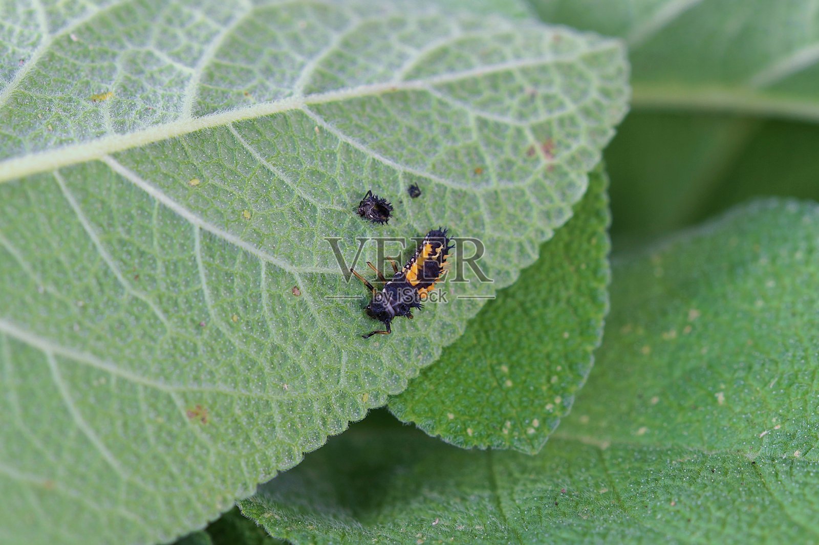 瓢虫婴儿阶段。鼠尾草叶(丹参)上瓢虫的蛹和幼虫期。阿达利娅双斑瓢虫，被称为双斑瓢虫或瓢虫，一种寻找蚜虫的幼虫。照片摄影图片