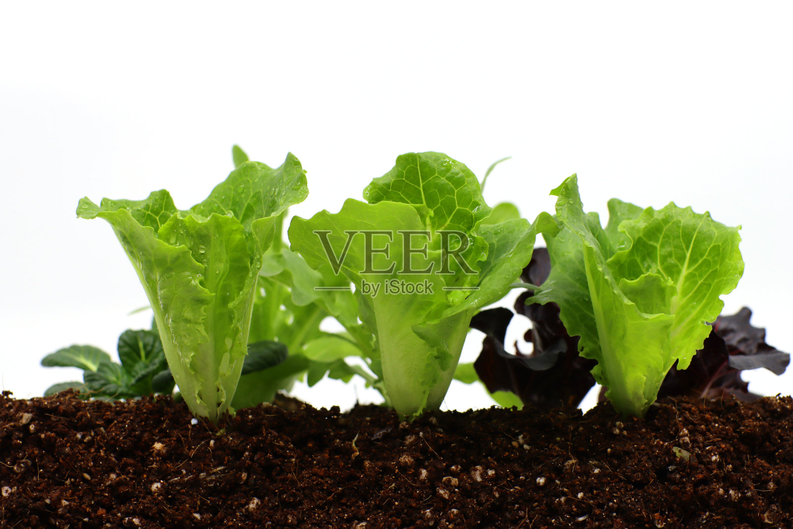 新鲜的莴苣幼苗照片摄影图片