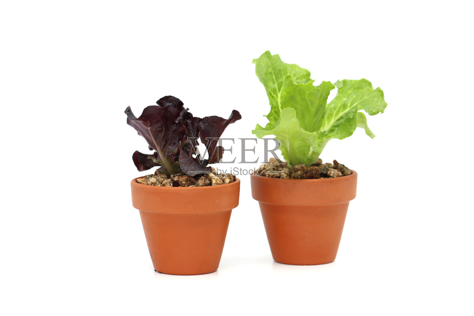 新鲜的莴苣幼苗照片摄影图片