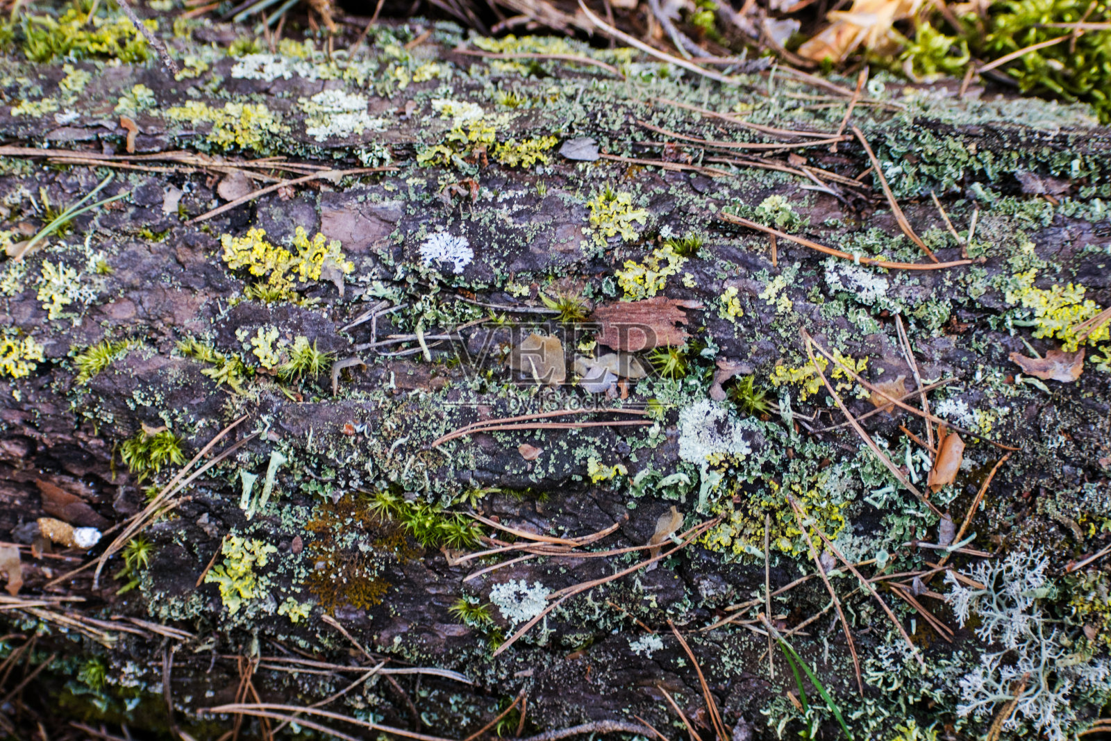 背景云杉针叶，苔藓，树叶。森林地面有干叶和苔藓。纹理,自然背景。照片摄影图片