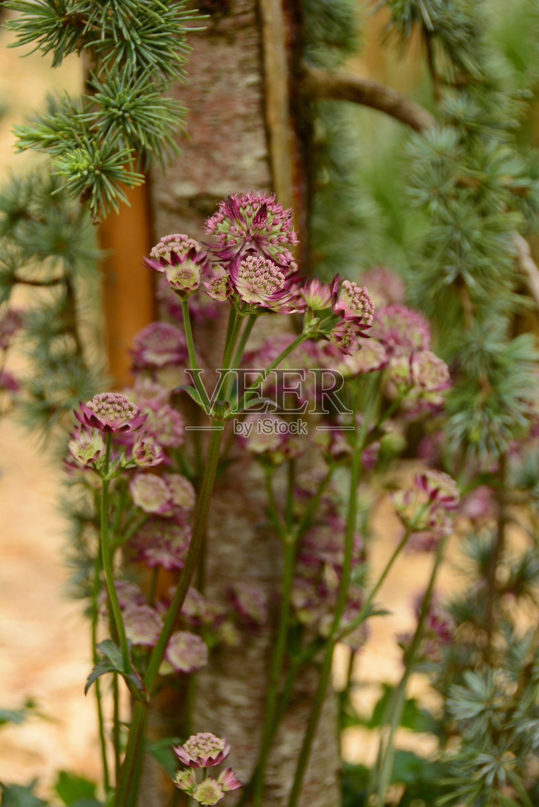 阿斯特兰蒂亚主要鲁布拉照片摄影图片