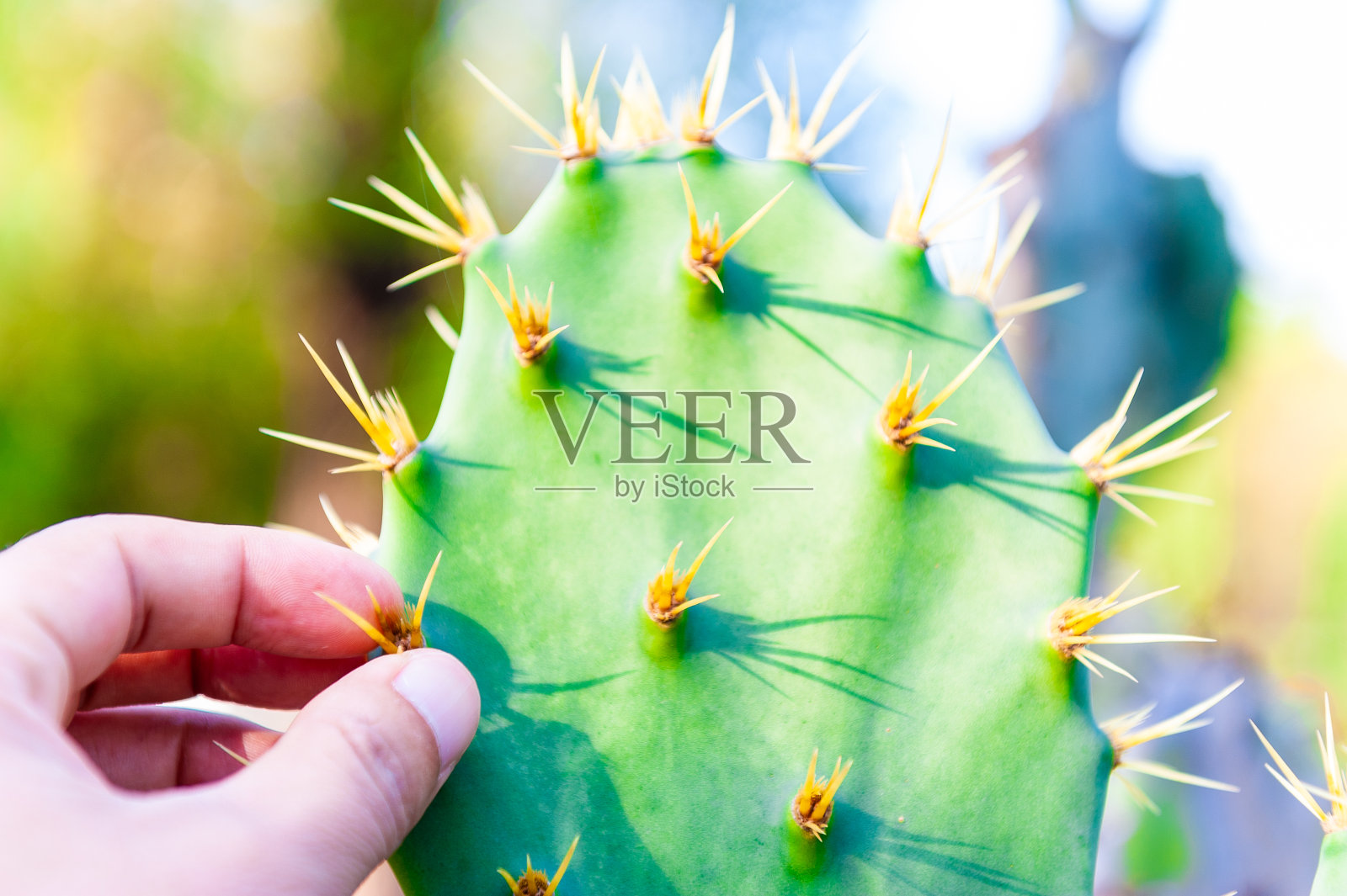 手被仙人掌刺伤照片摄影图片