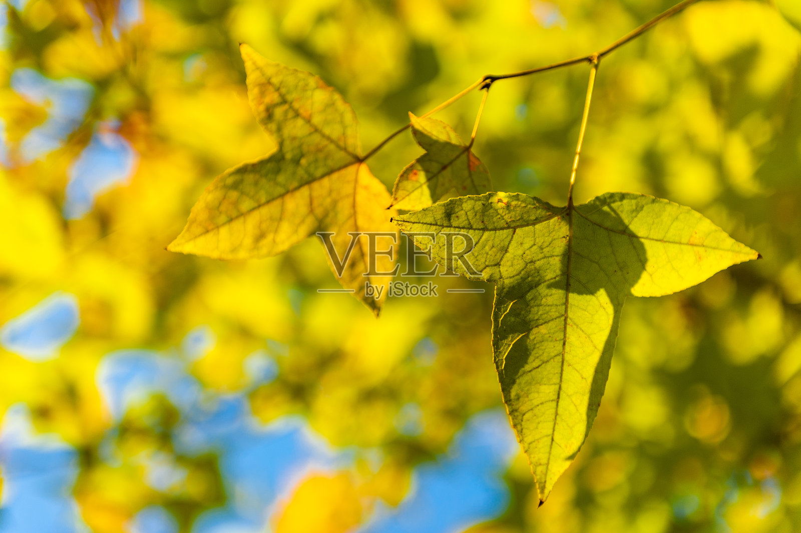 枫叶照片摄影图片