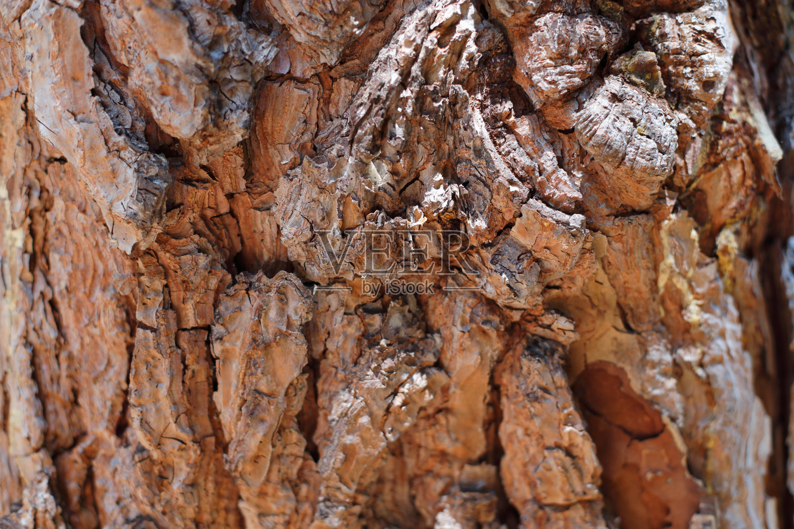 树皮照片摄影图片