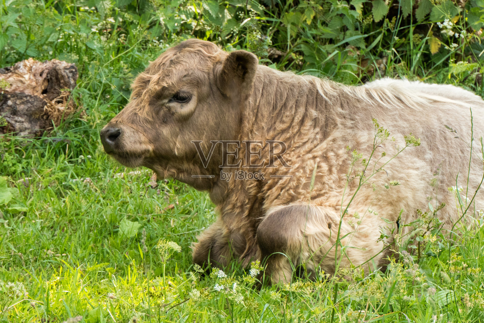 自然保护区的小加洛威牛照片摄影图片