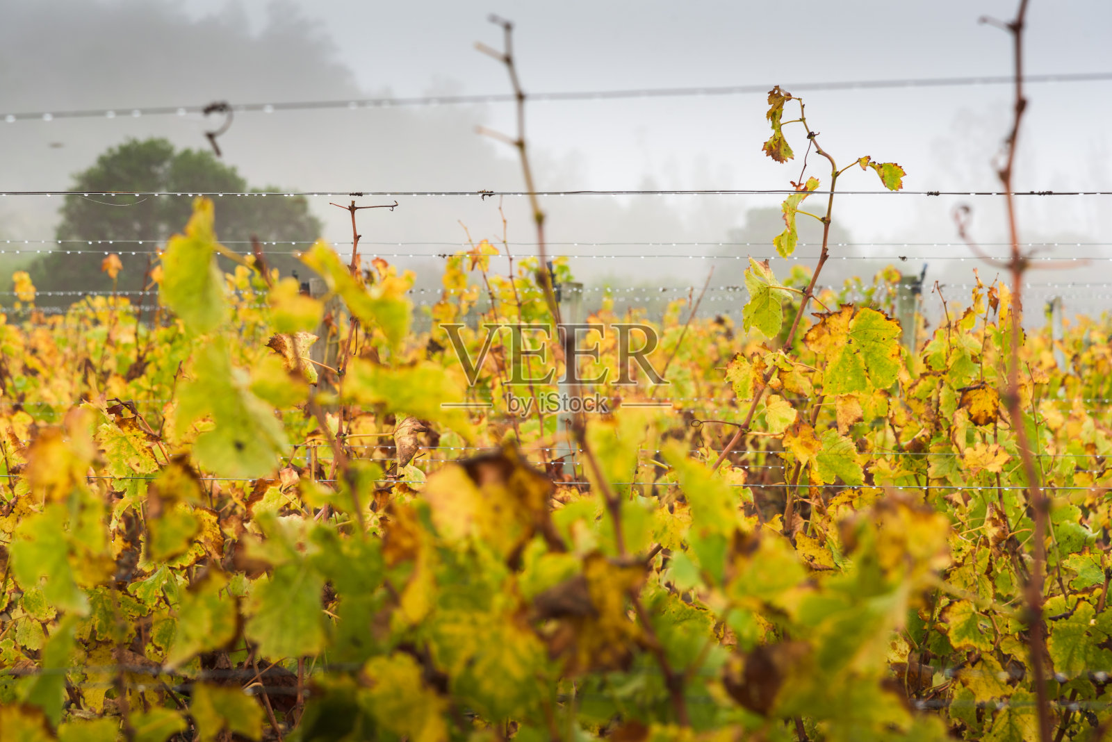 温暖的秋天在葡萄园里照片摄影图片