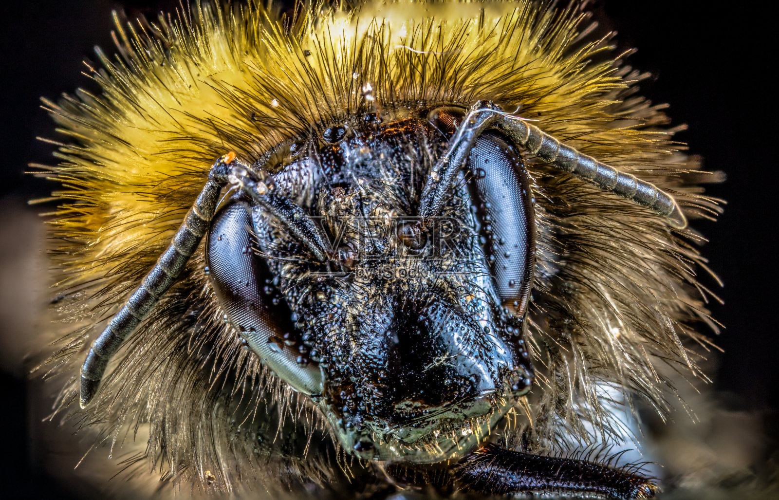 宏的一个头的蜜蜂照片摄影图片
