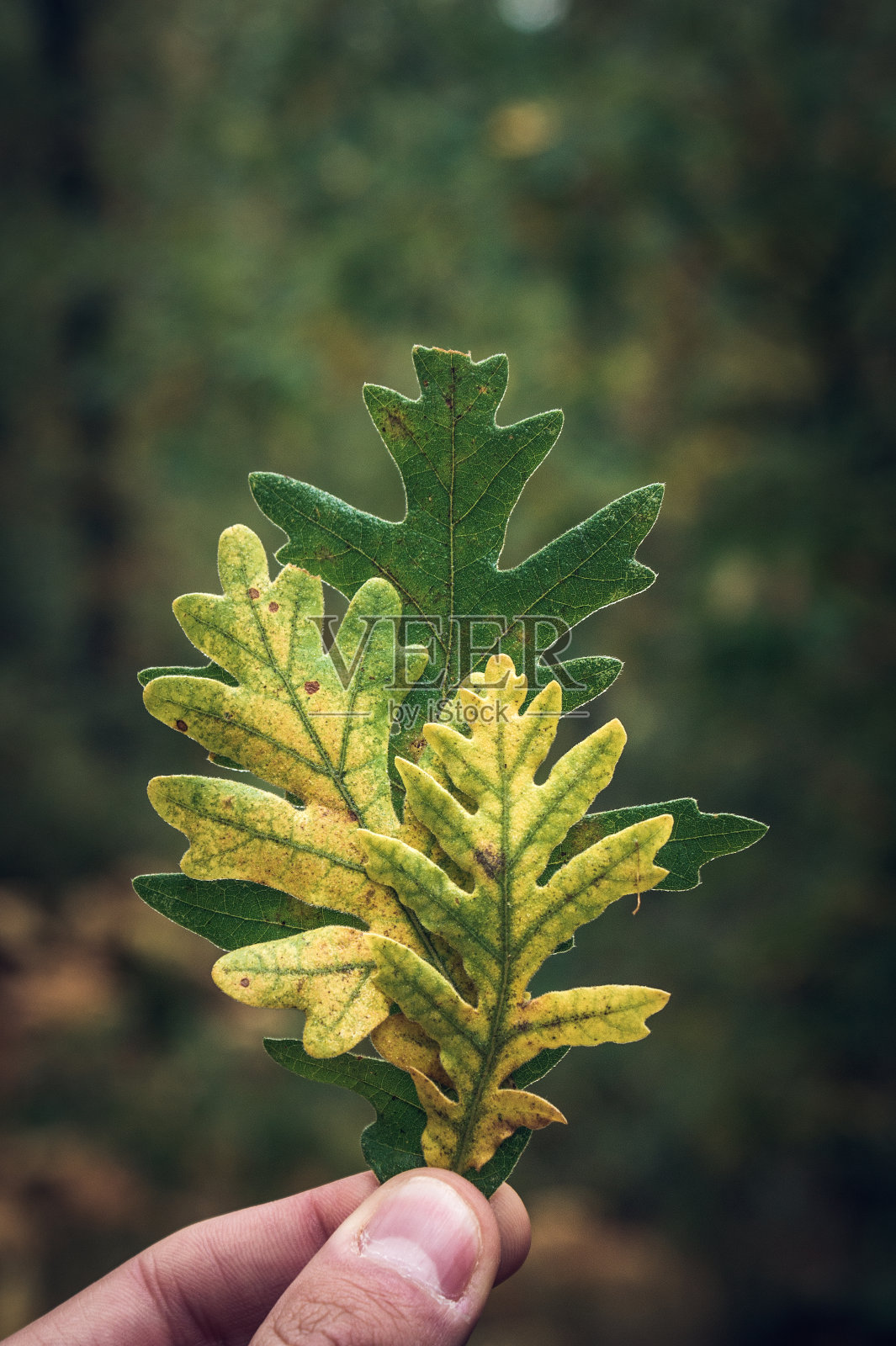秋天，森林里的橡树叶照片摄影图片
