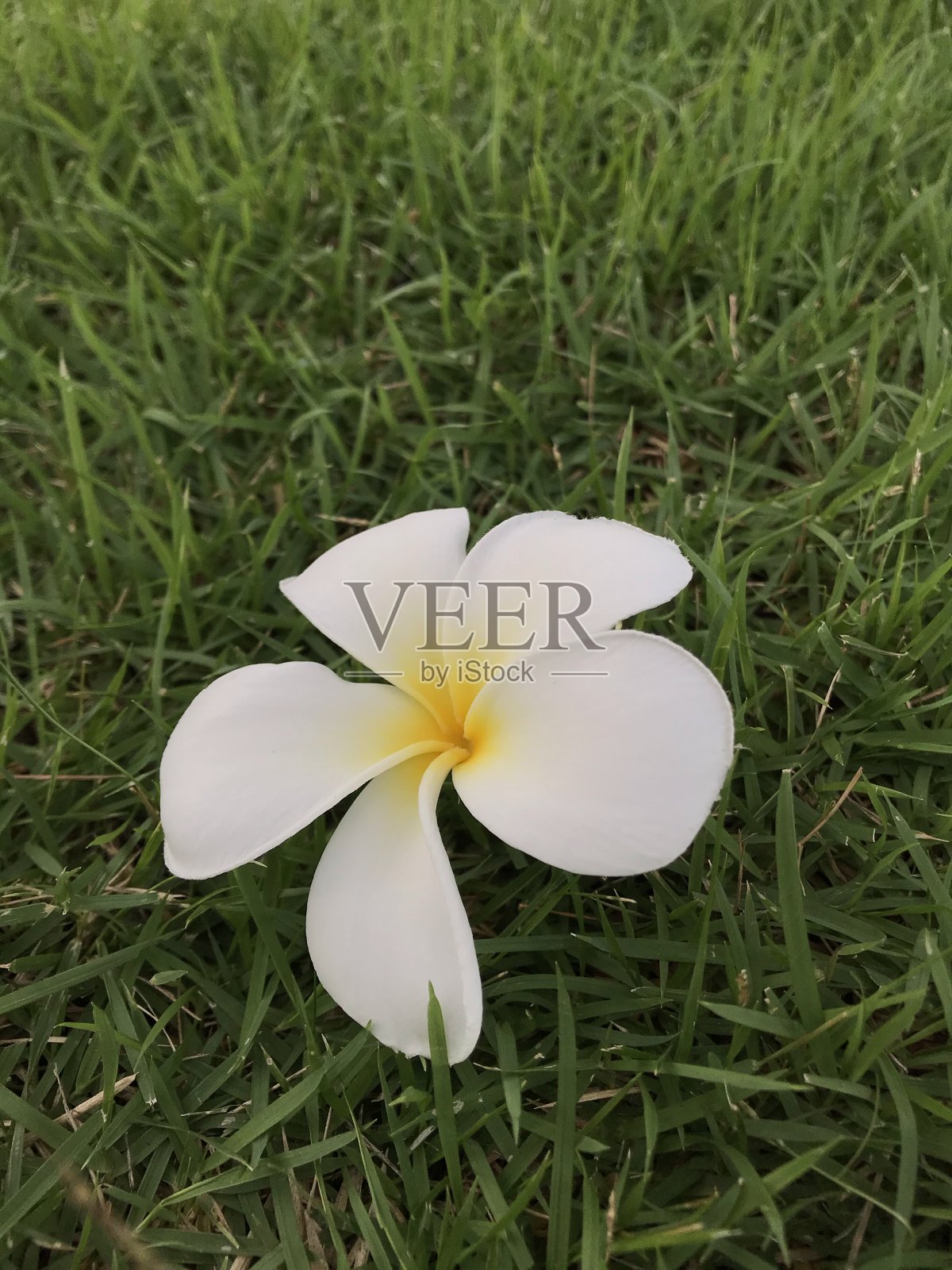 Plumeria花照片摄影图片