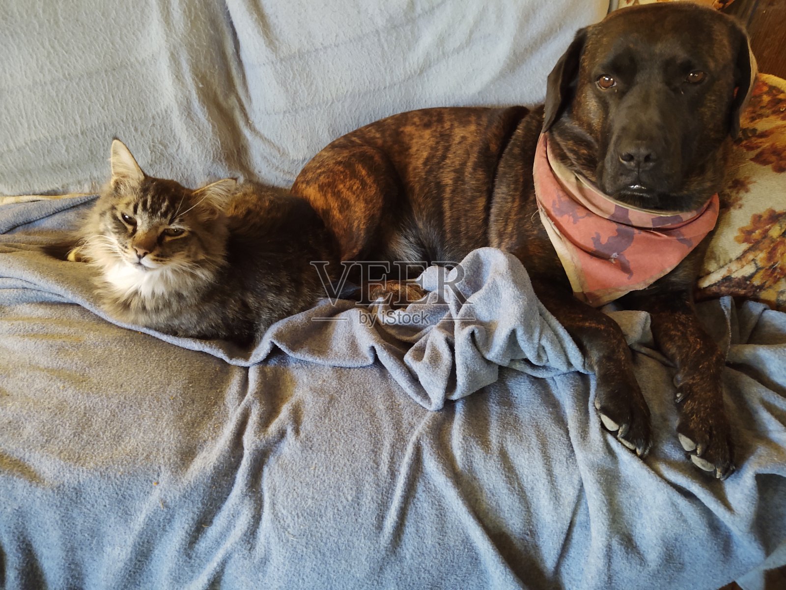 一生最好的朋友照片摄影图片