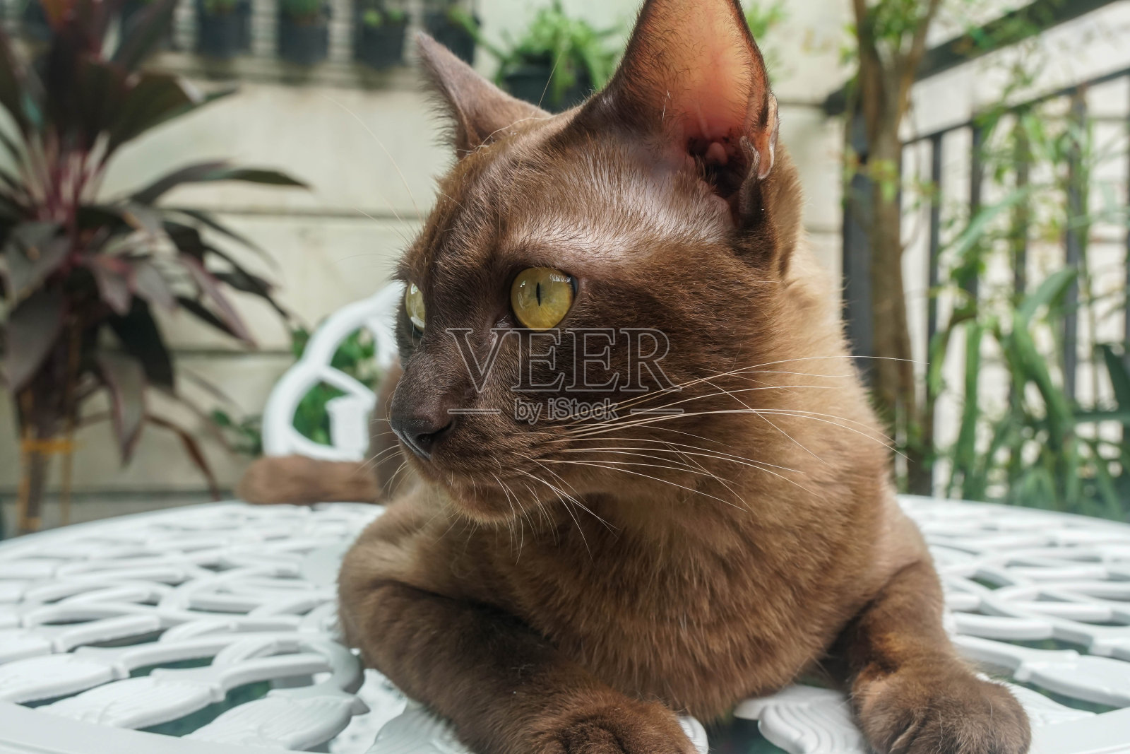 泰国棕色的猫脸躺在花园里的白色桌子上照片摄影图片
