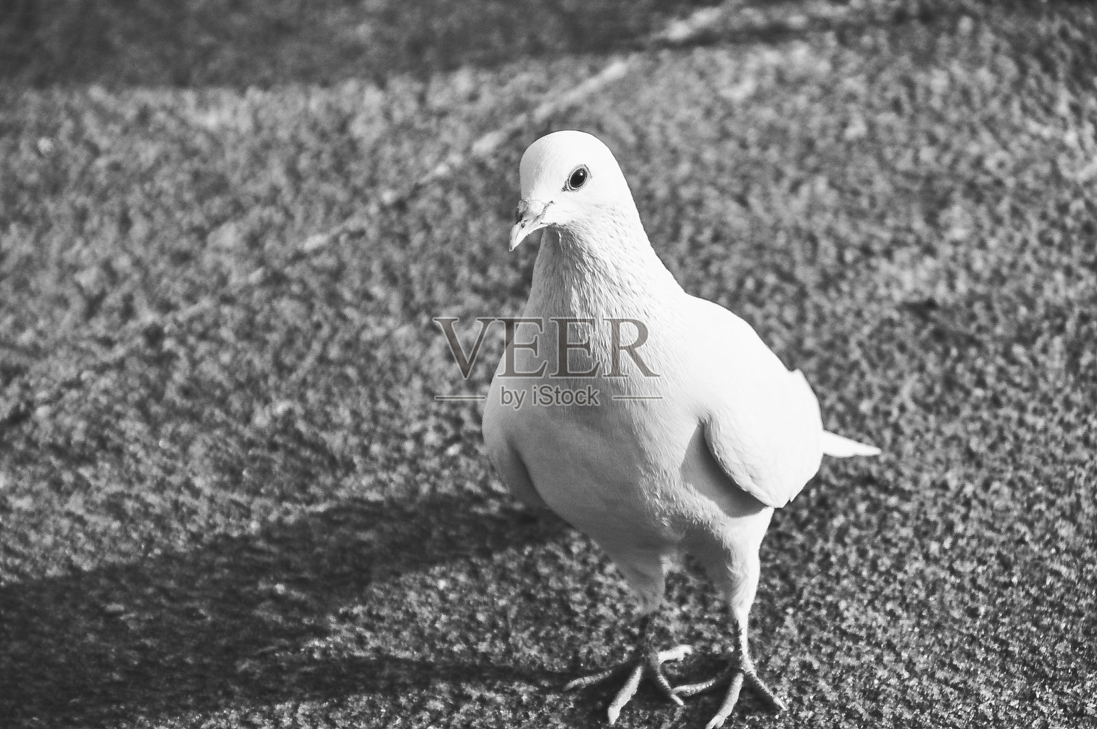 坐着鸽子照片摄影图片