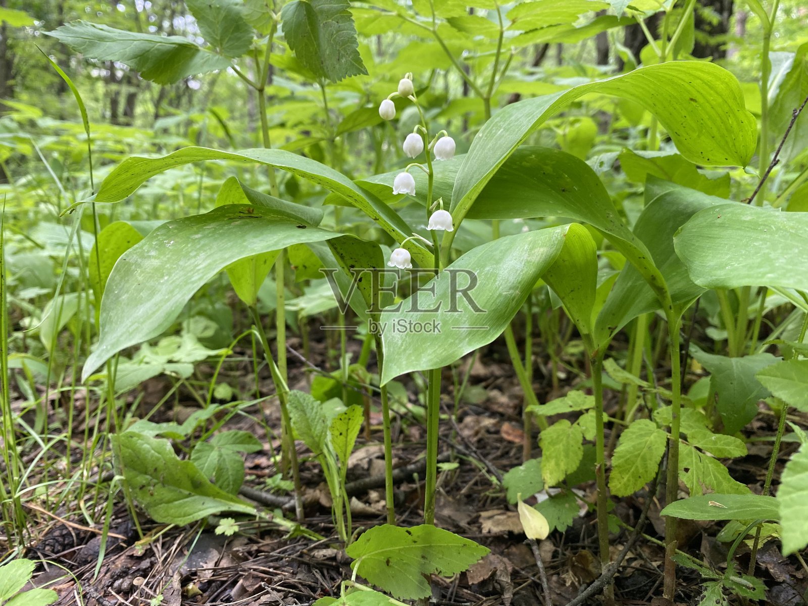 百合花的可能照片摄影图片