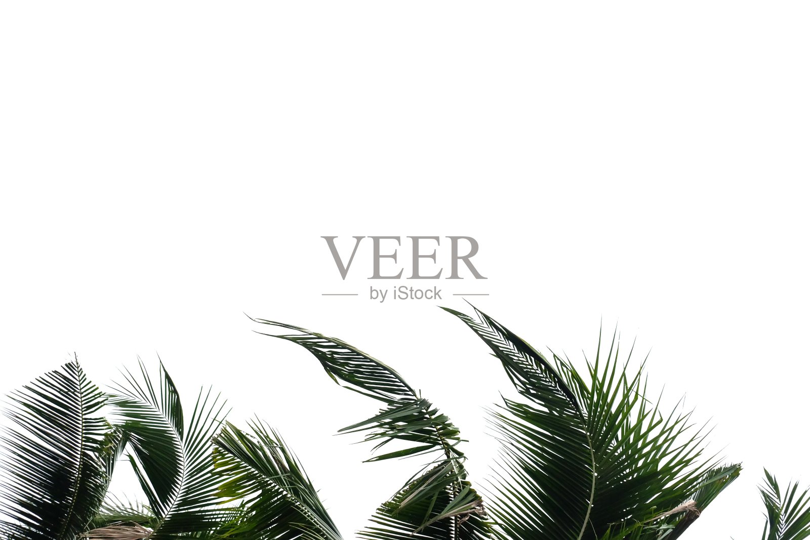 热带椰子叶与树枝在白色孤立的背景为绿色树叶的背景照片摄影图片