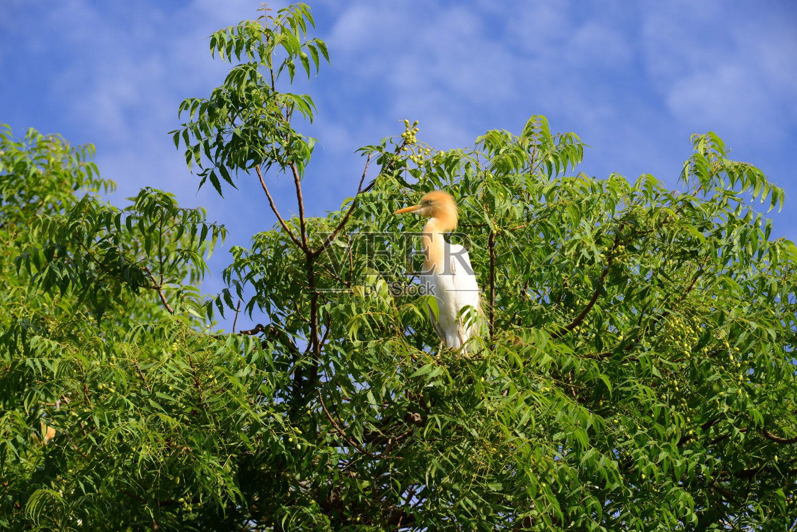 印度:拉贾斯坦邦的牛白鹭鸟照片摄影图片