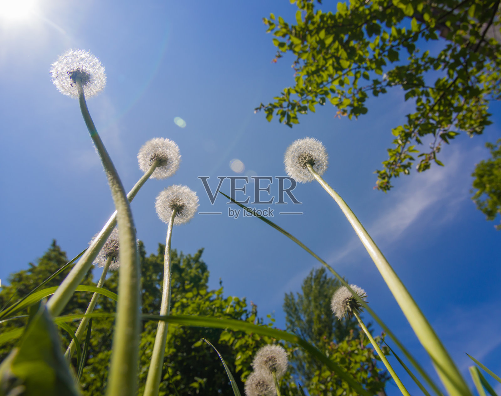 天空背景上的蒲公英。从下往上看。阳光灿烂。绿色的树木。春天。照片摄影图片