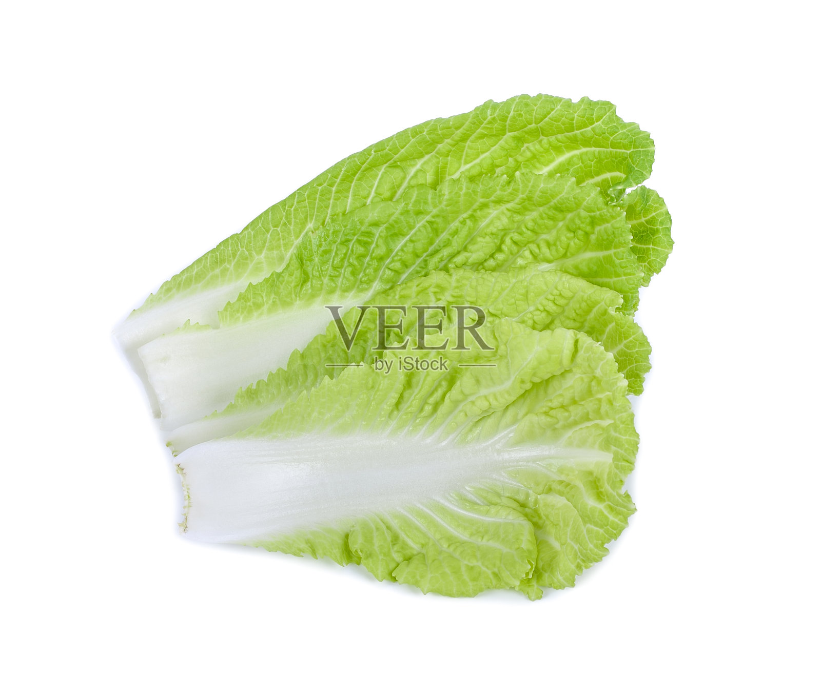 白底上的新鲜白菜照片摄影图片