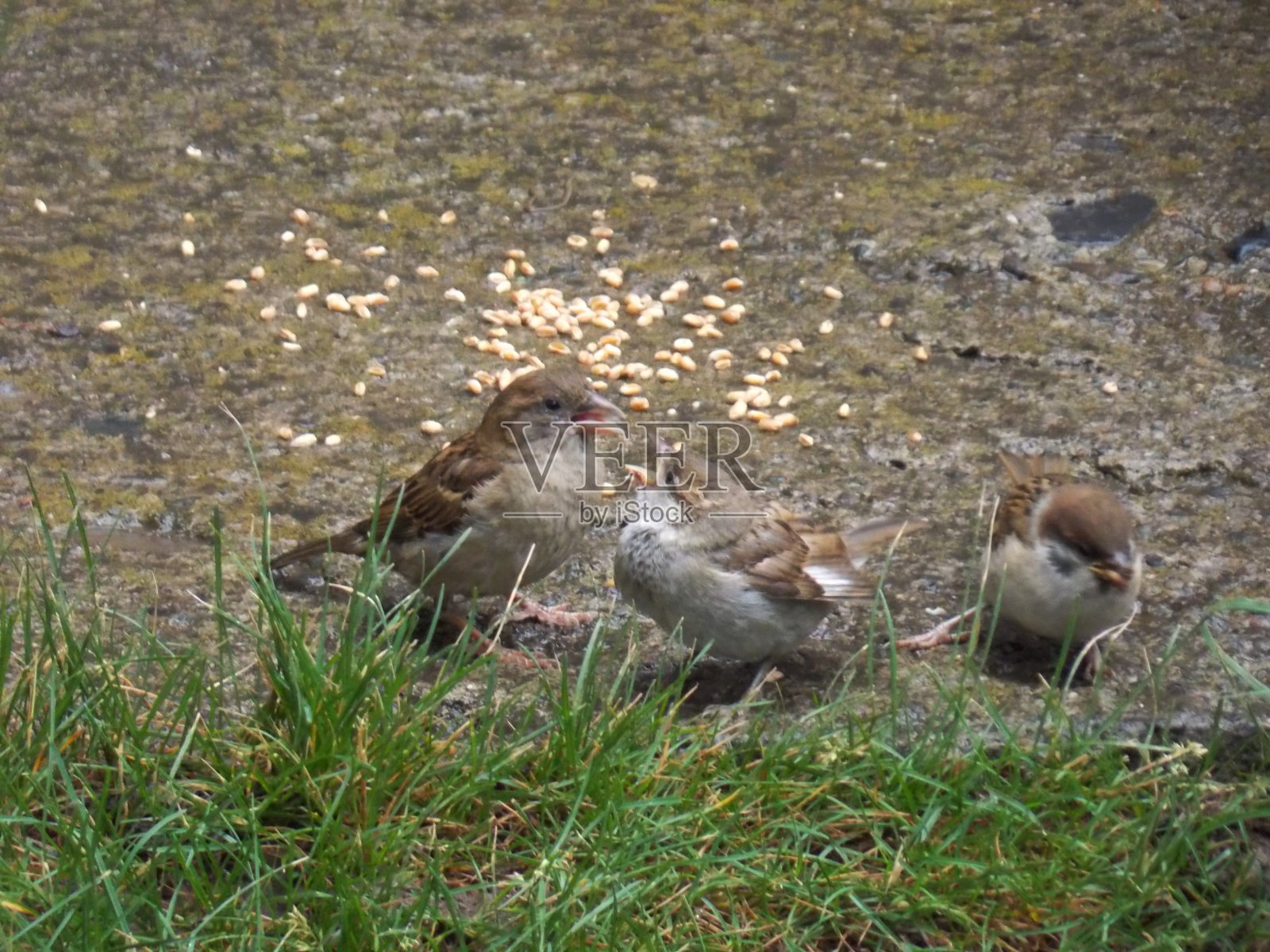 麻雀妈妈喂小麻雀照片摄影图片