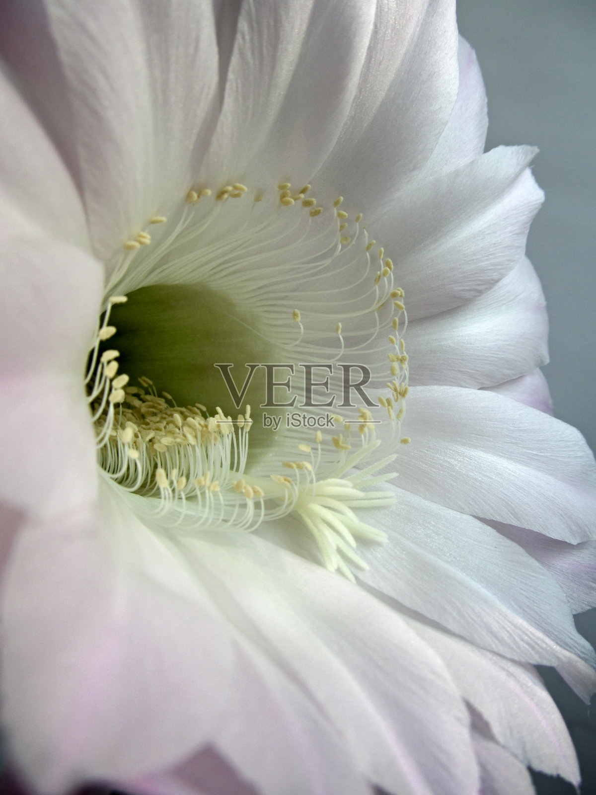 白色的仙人掌花特写。照片摄影图片