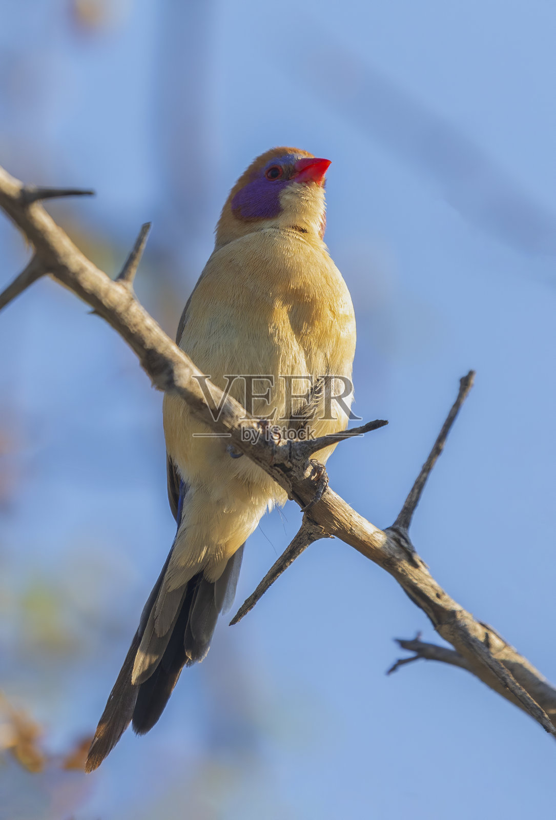 鸟照片摄影图片