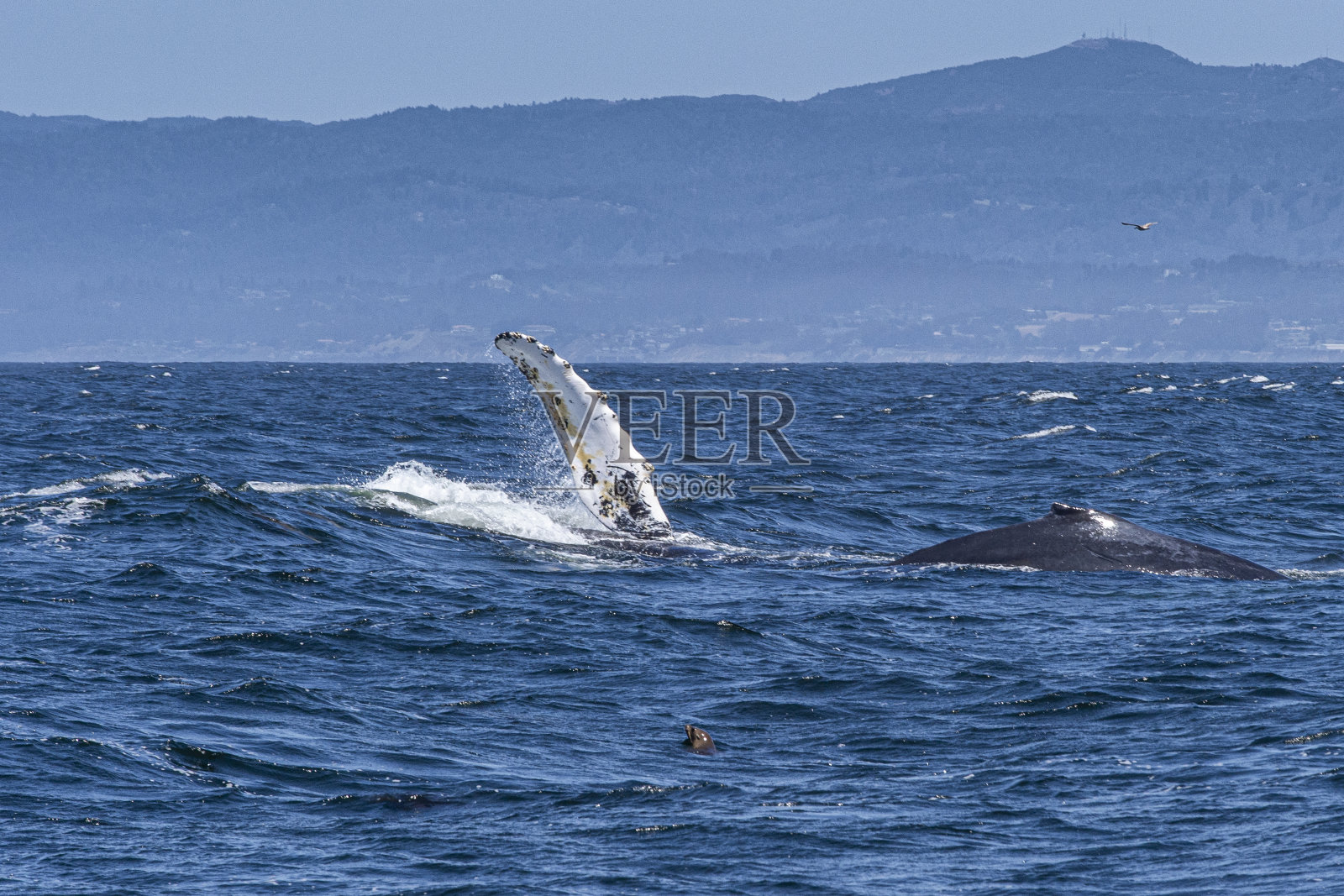 海面上的两只座头鲸照片摄影图片