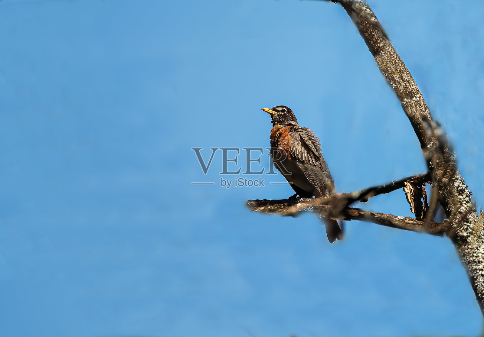 美国拉宾照片摄影图片