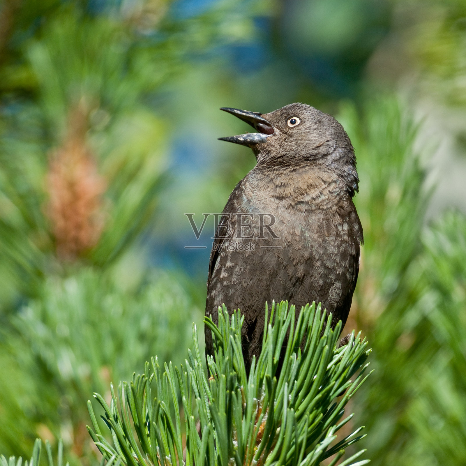 女啤酒的黑鸟照片摄影图片