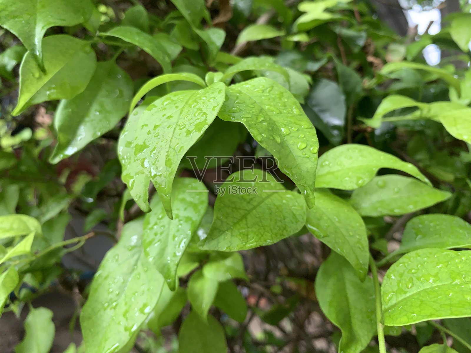 雨后湿润的心型叶子照片摄影图片