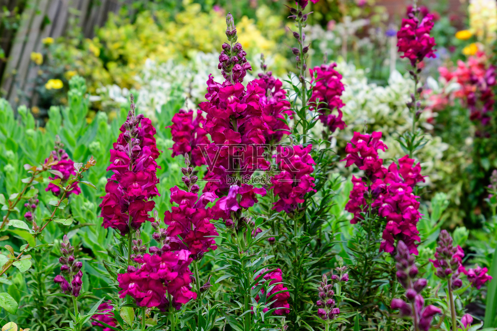 鲜艳的深粉色洋红龙花或金鱼草或金鱼草在英国阳光明媚的春天花园，典型的英国别墅装饰花园的自然背景照片摄影图片