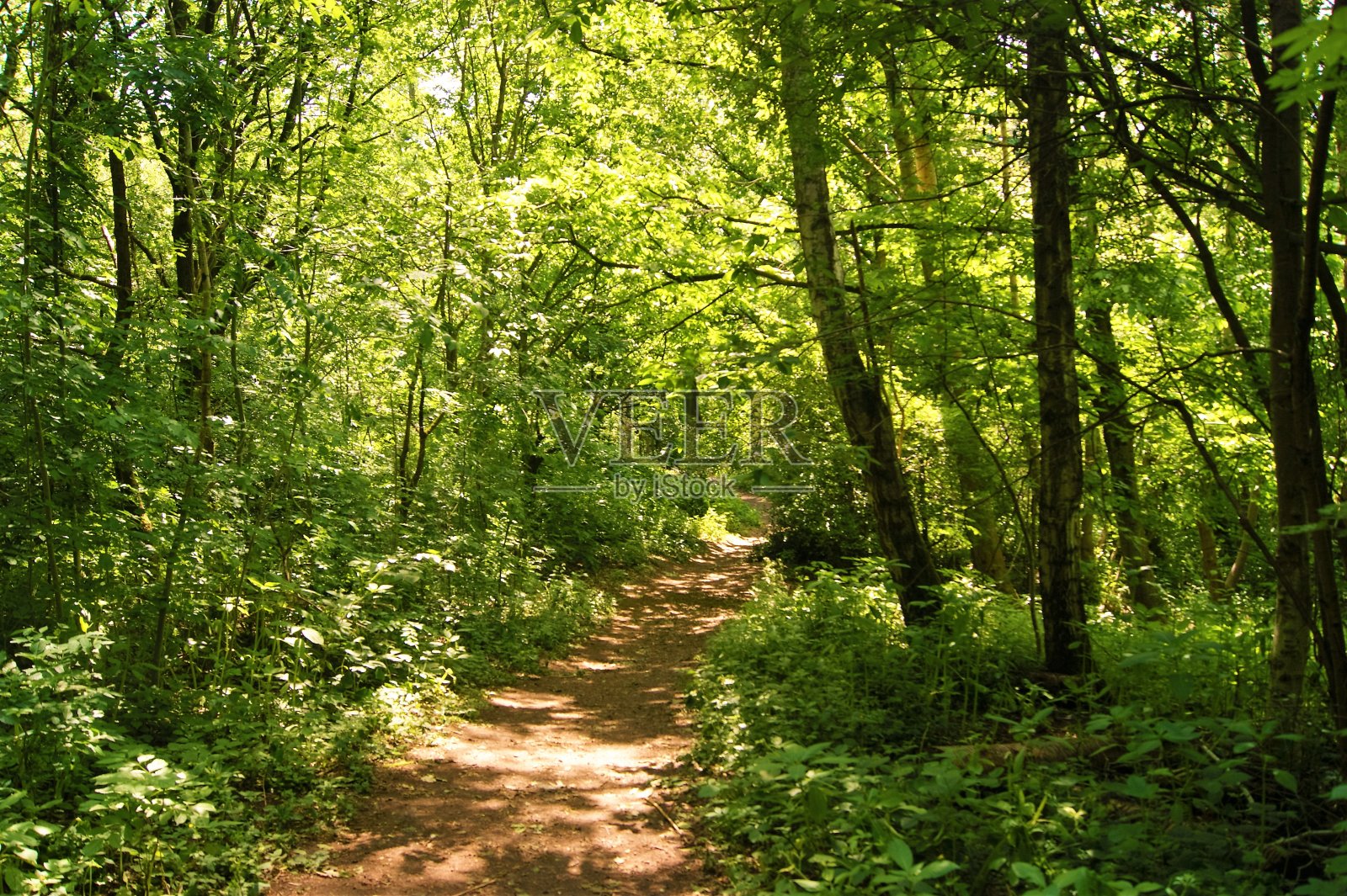森林小径。照片摄影图片