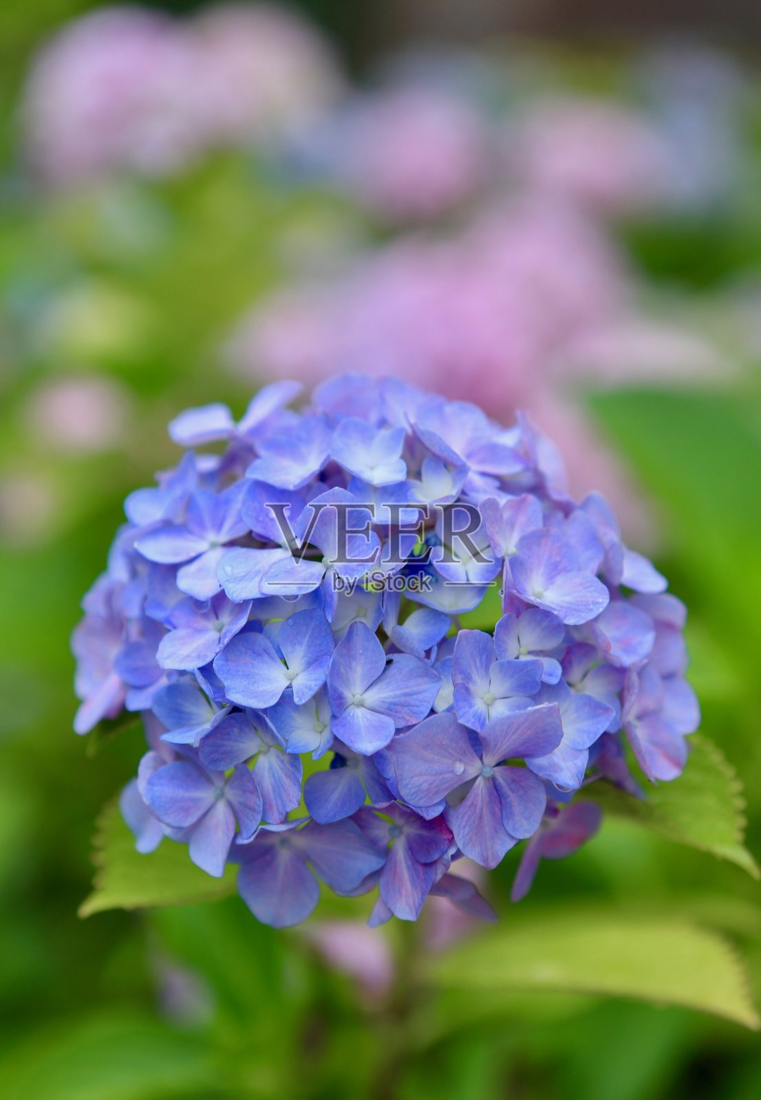 绣球花照片摄影图片