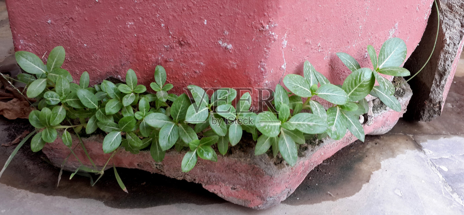 适者生存照片摄影图片