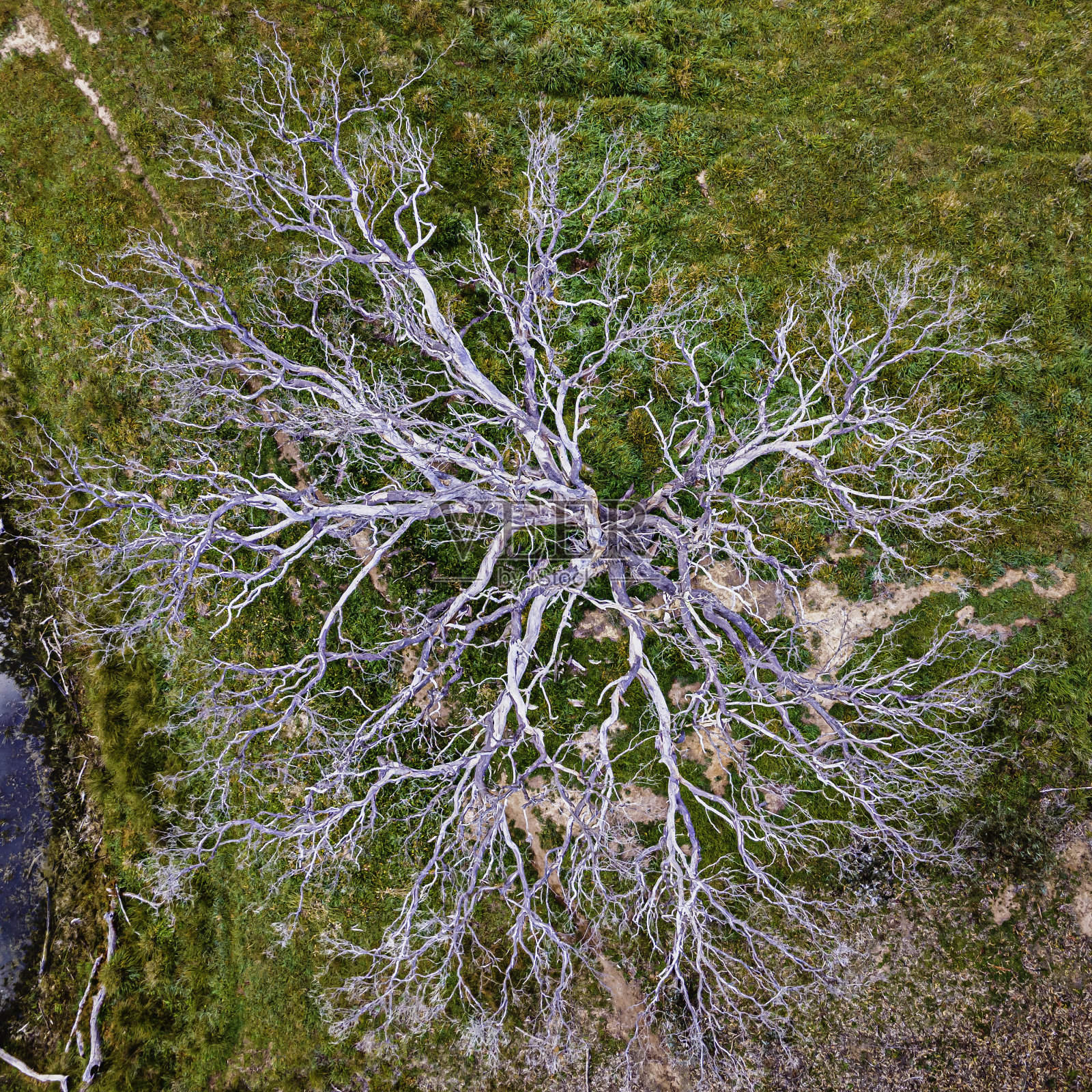 俯视着一棵枯树照片摄影图片