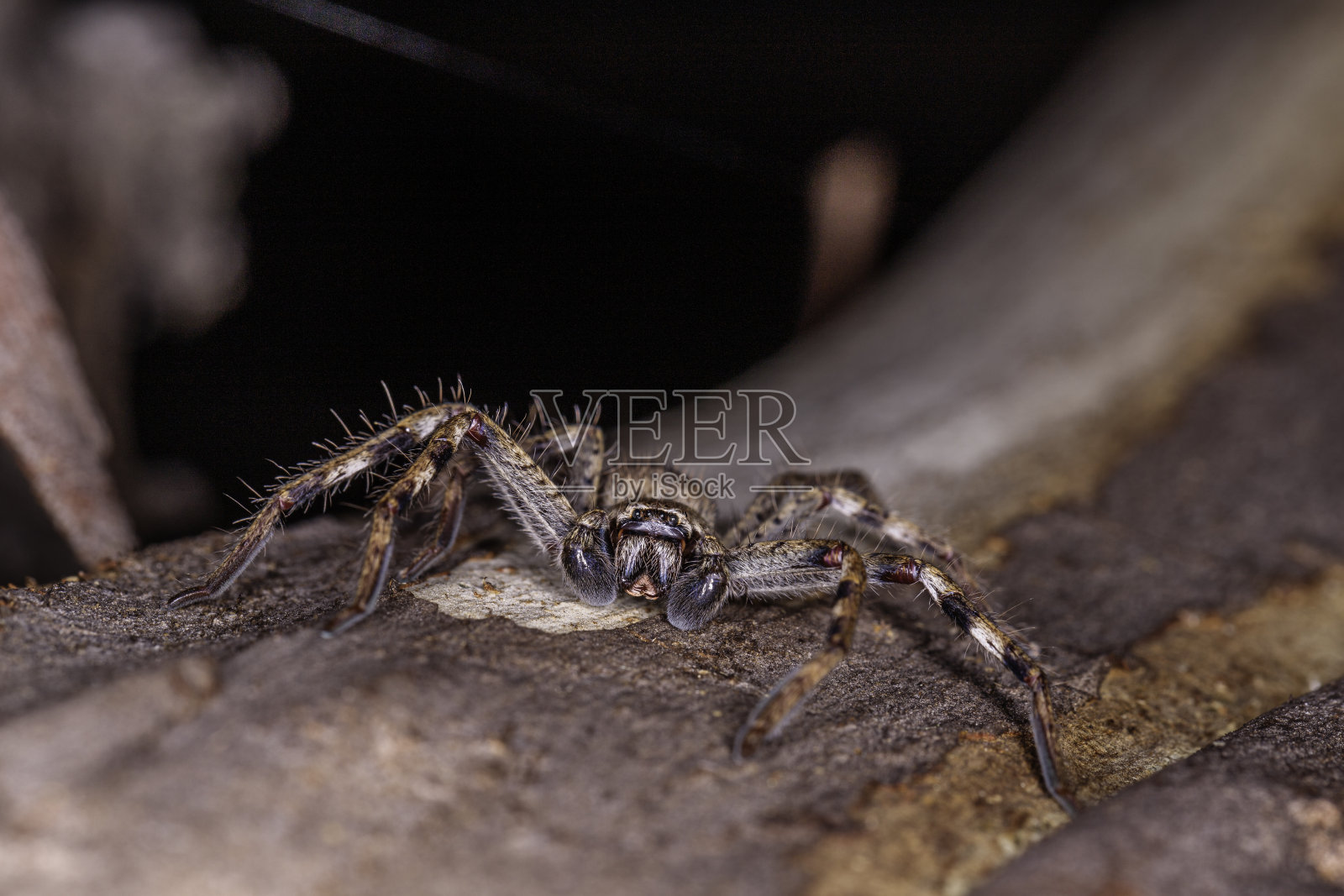 树上的雄性猎人蜘蛛照片摄影图片