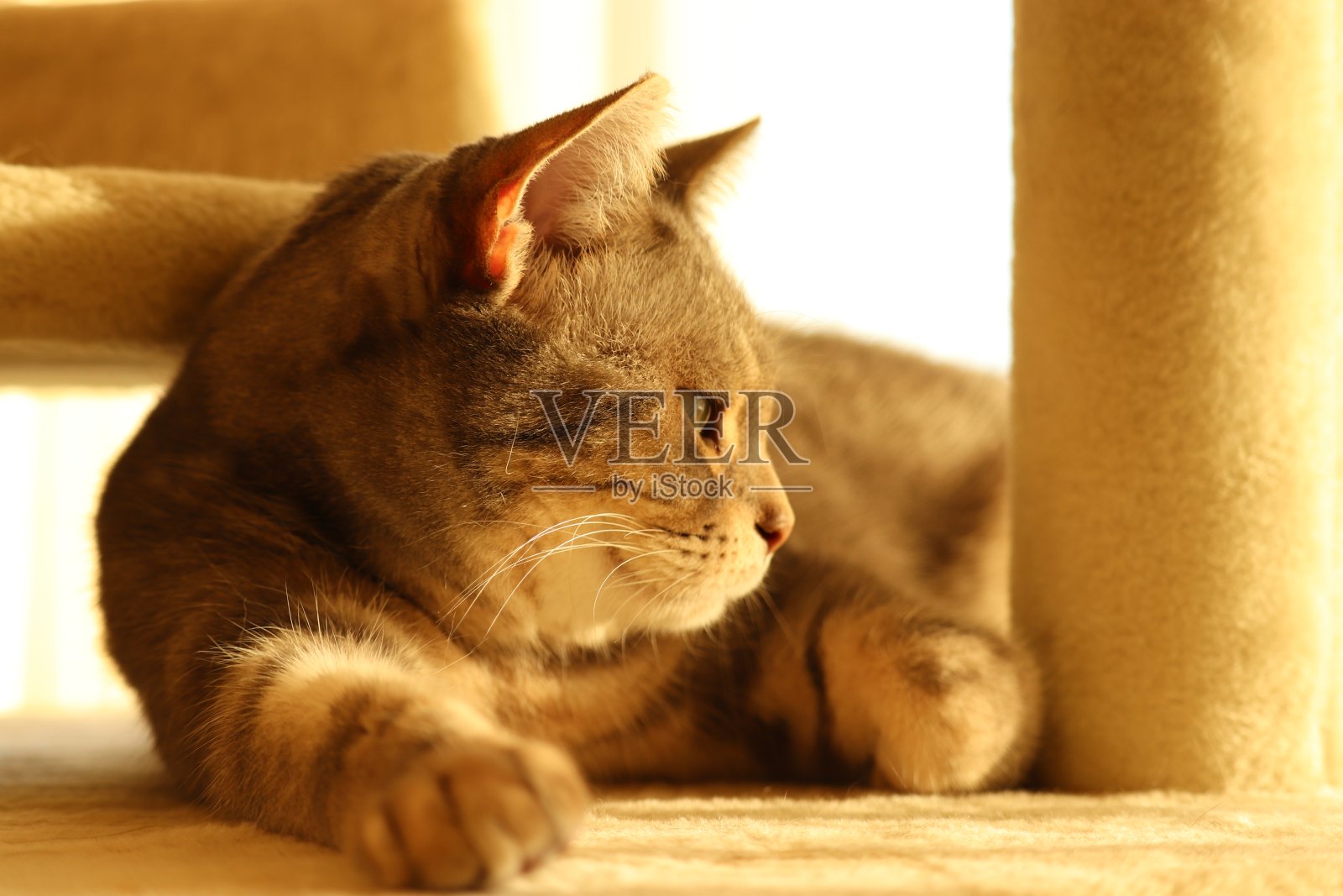 一只被阳光照射的猫的侧面轮廓。照片摄影图片