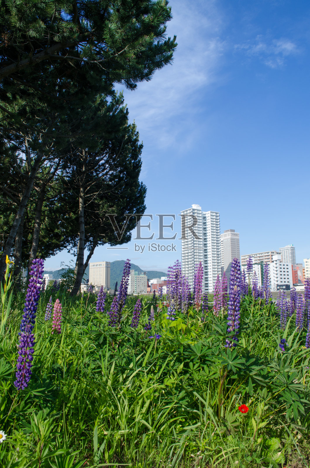 鲜花和城市照片摄影图片