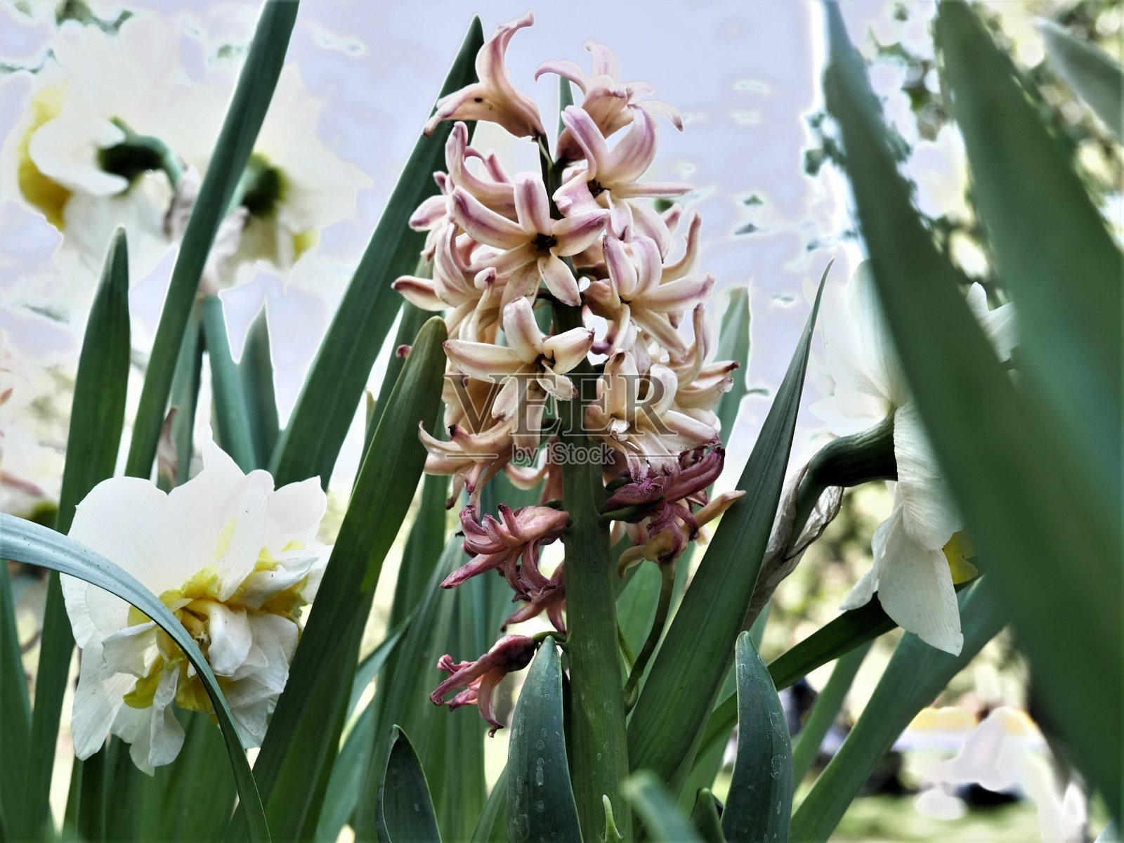 几乎褪色的粉红色风信子照片摄影图片