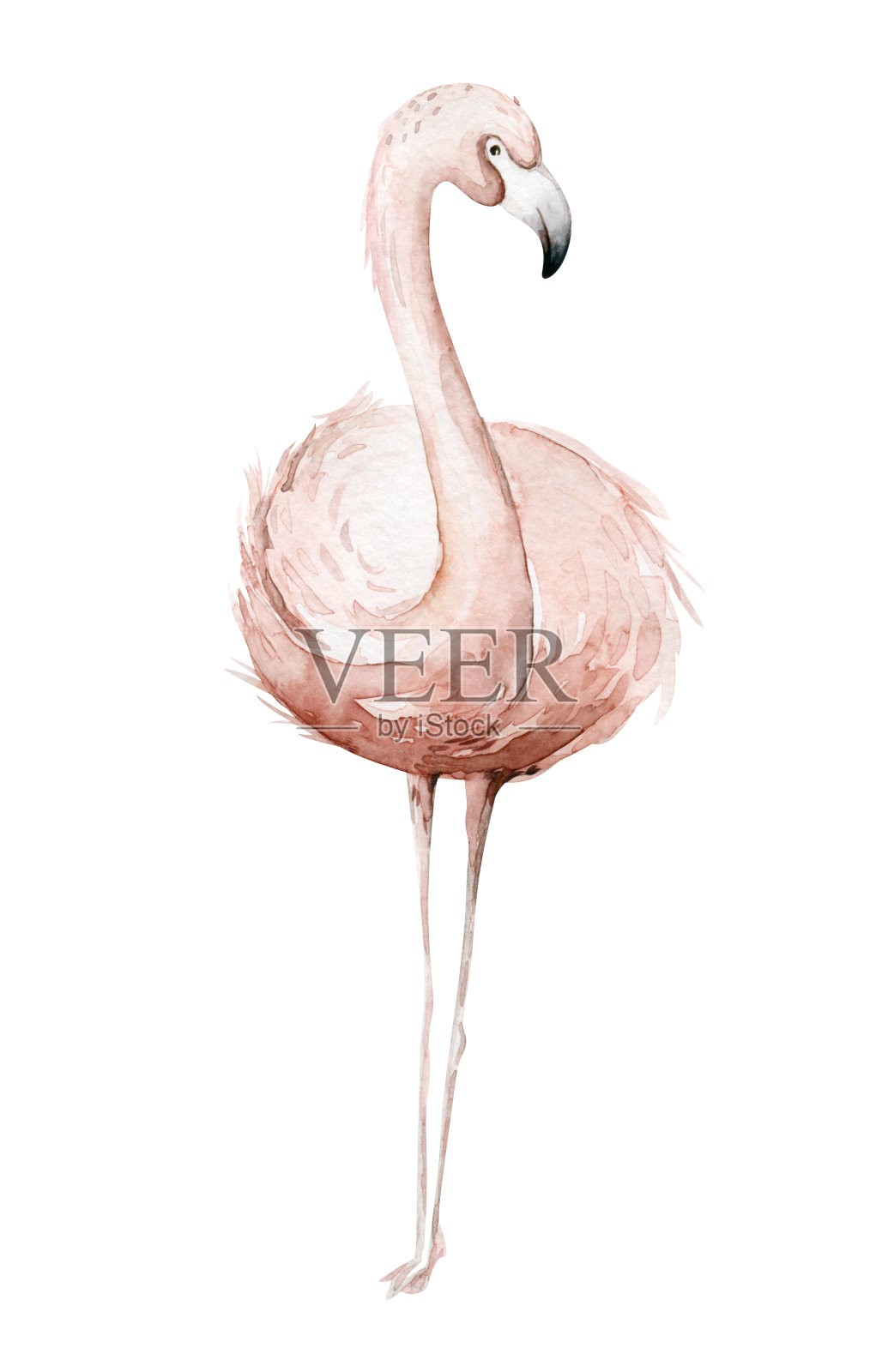 手绘水彩热带火烈鸟。一组非洲火烈鸟。异国情调的玫瑰鸟插图，丛林树，巴西时尚艺术。完美的织物设计。插画图片素材