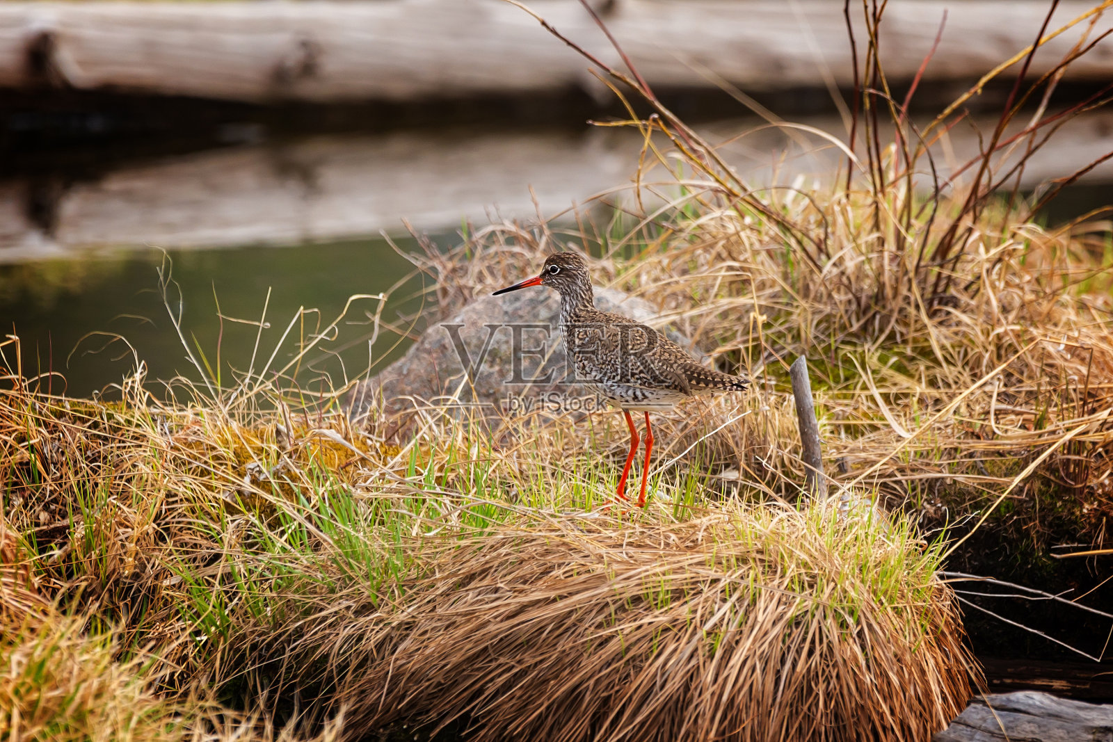 矶鹞渡站在凸起处照片摄影图片