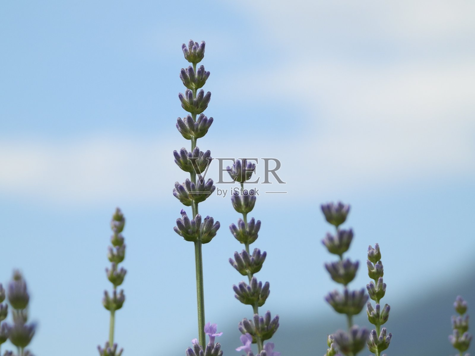 薰衣草照片摄影图片