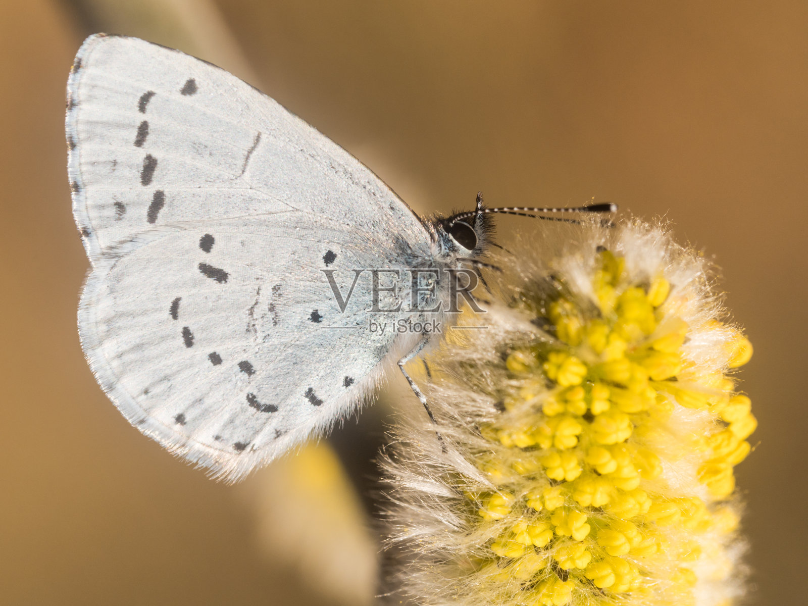 一只白色的小蝴蝶(懒树蓝)折叠着翅膀，坐在一只黄色开花的柳树上。照片摄影图片