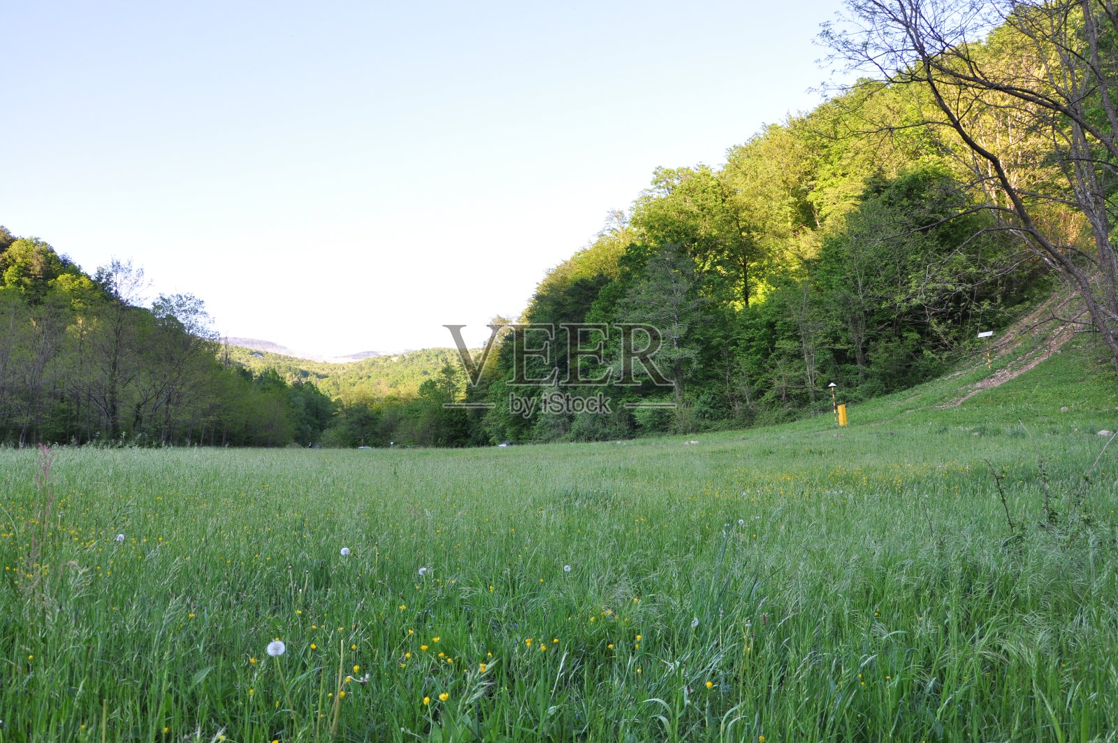 春天的田野，鲜嫩的草，野花和山峦和山谷在背景中照片摄影图片