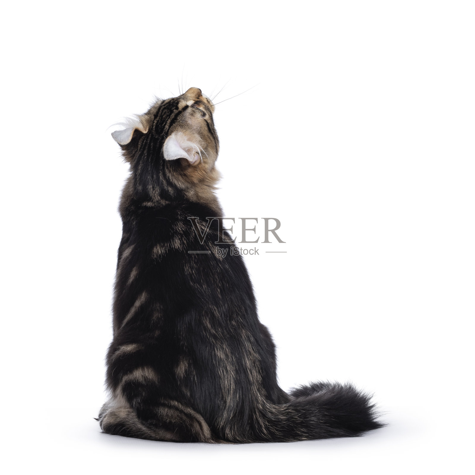 美国卷曲小猫在白色的背景照片摄影图片