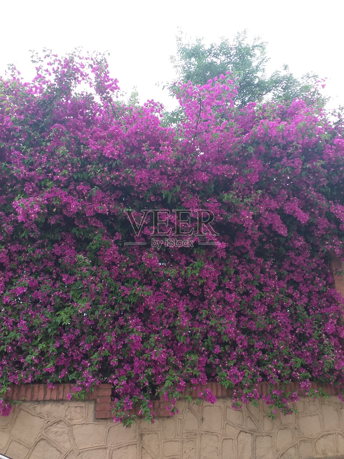 花照片摄影图片