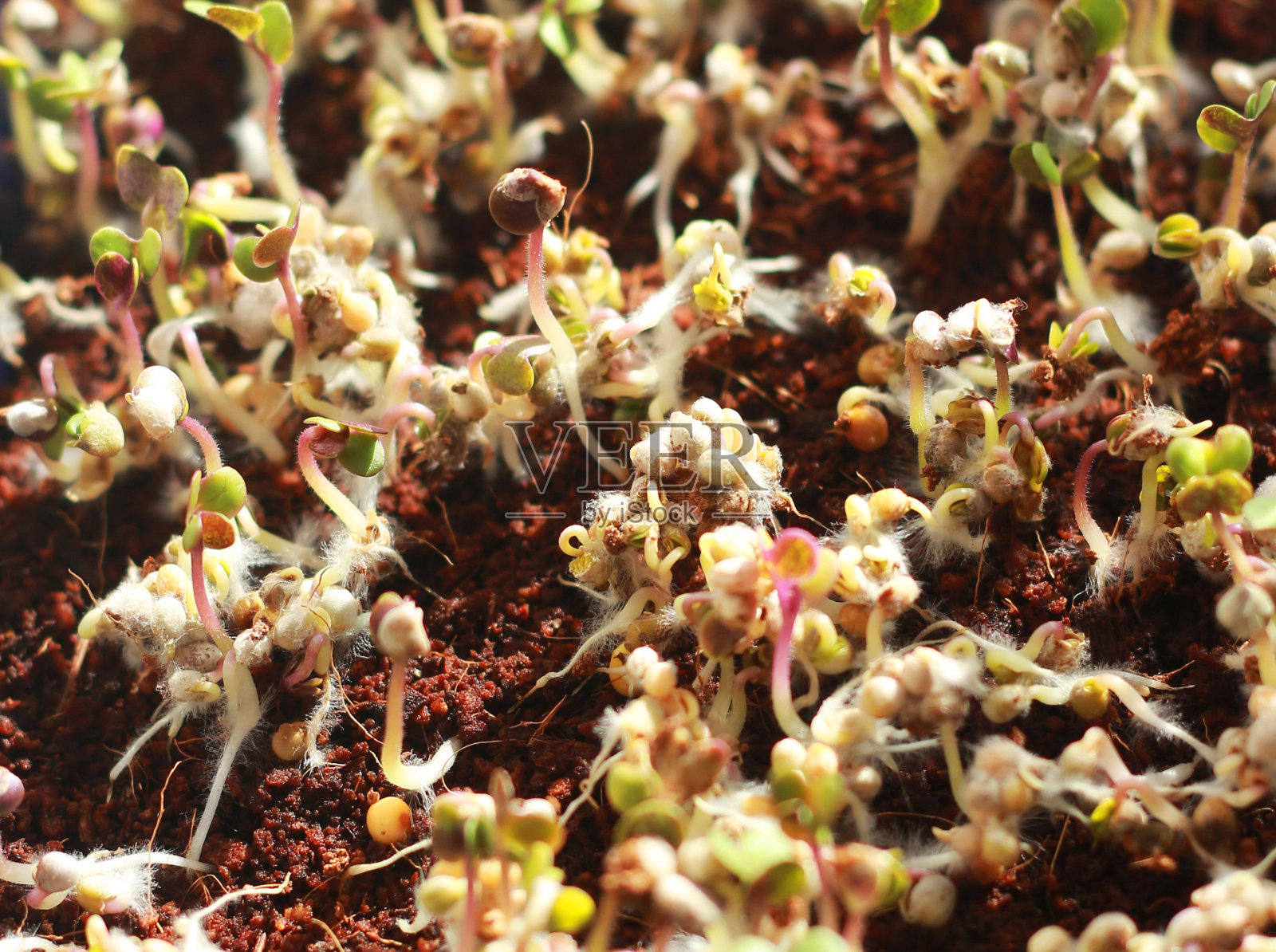 新鲜的芽和幼叶俯视图。别致的微型绿色品种照片摄影图片