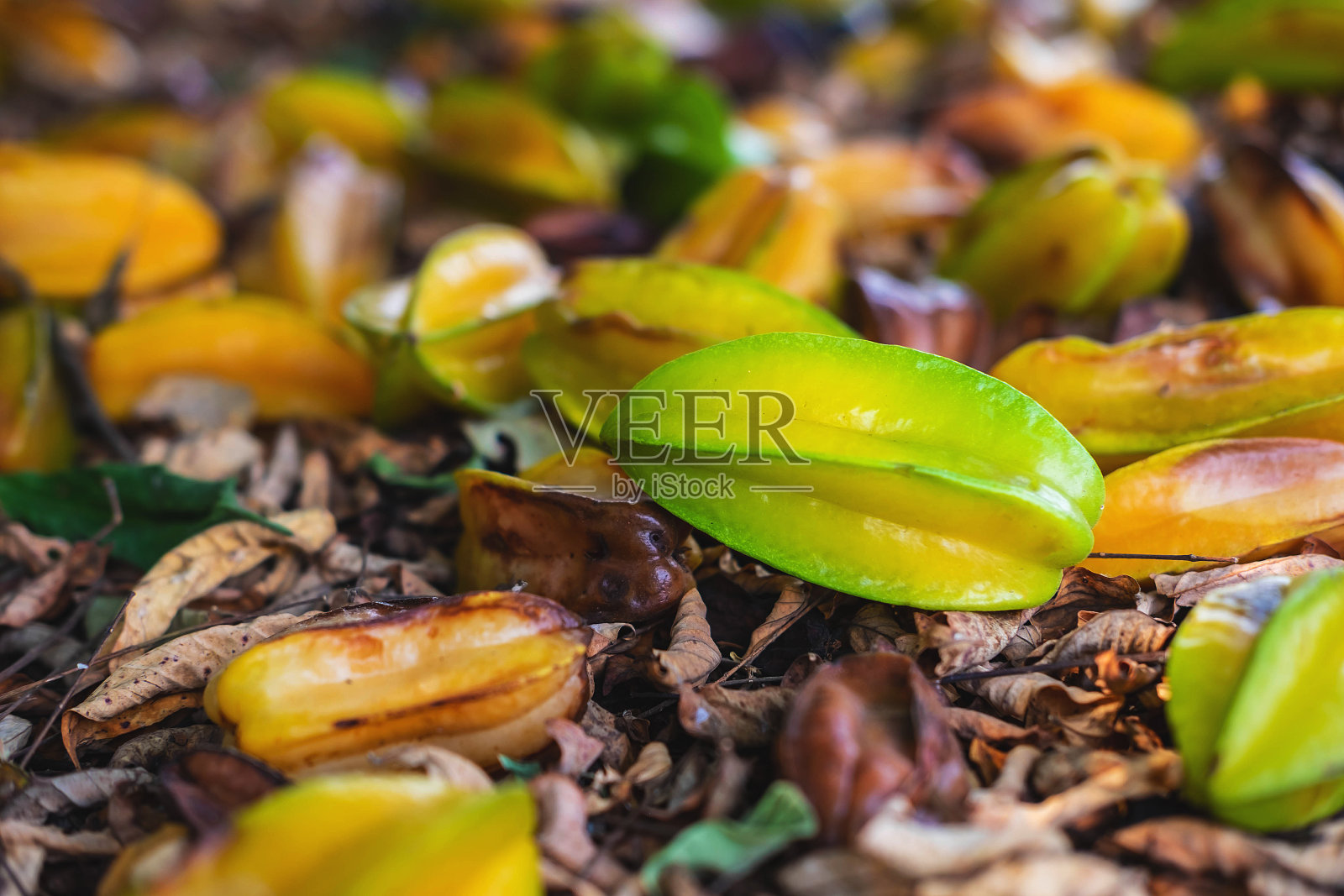 从树上掉到地上的星星苹果。照片摄影图片