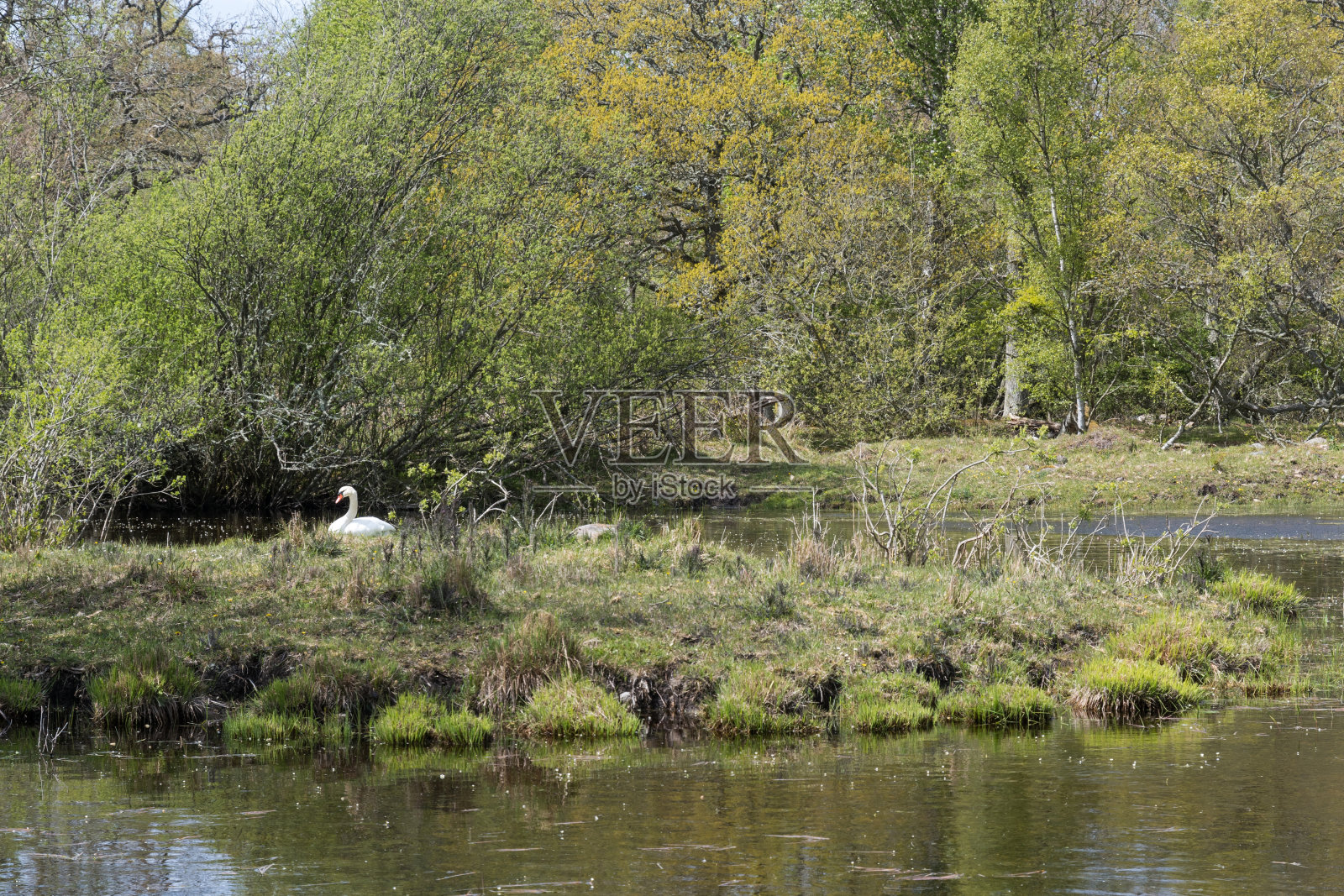 在一个小池塘里饲养哑巴天鹅照片摄影图片