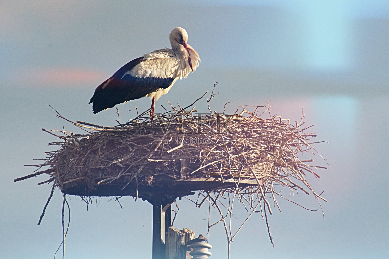 白色鹳照片摄影图片