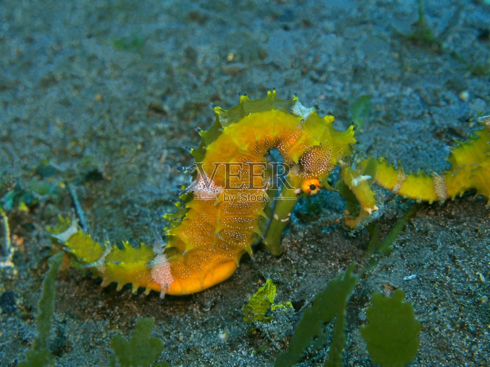 海马照片摄影图片